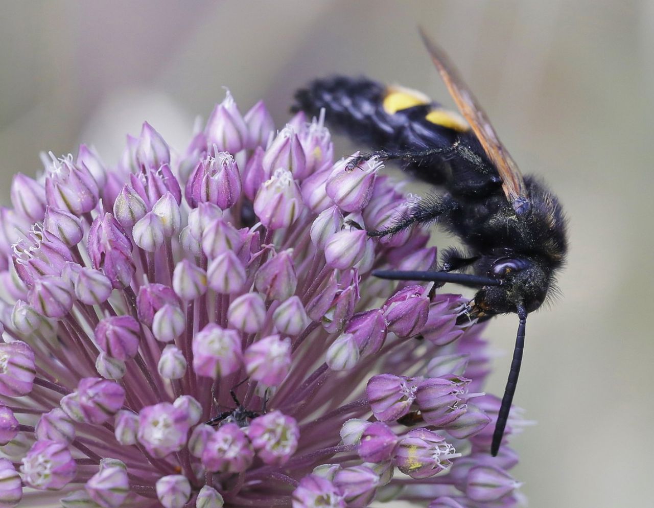 Scoliidae - maschio di Megascolia maculata flavifrons